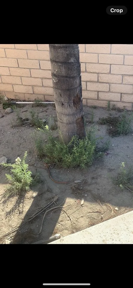 Top-rated yard maintenance with custom design across Ontario, CA - Juan's Gardening Service