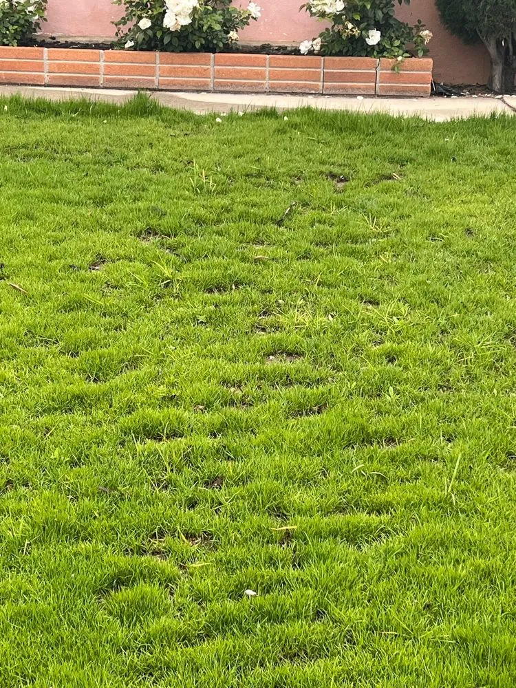 Trusted landscape design in Ontario, CA by Juan's Gardening Service