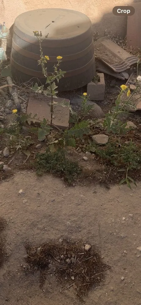 Custom yard cleanup service for beautiful yards across Ontario, CA - Juan's Gardening Service