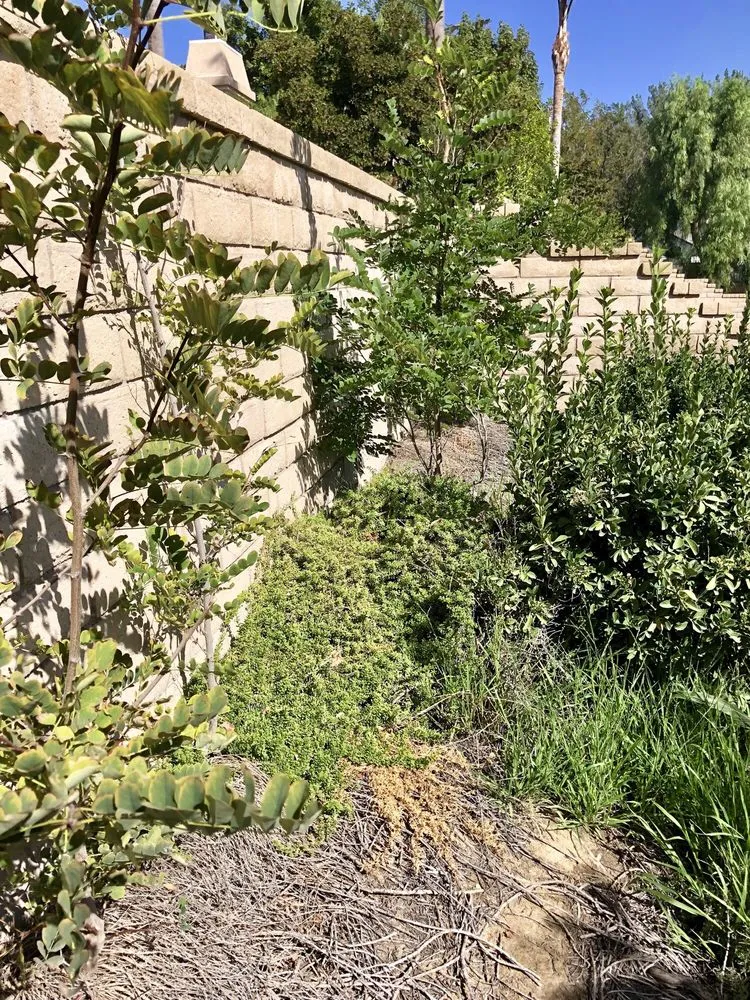 Reliable yard maintenance in Santa Clarita, CA by Juan's Gardening Service