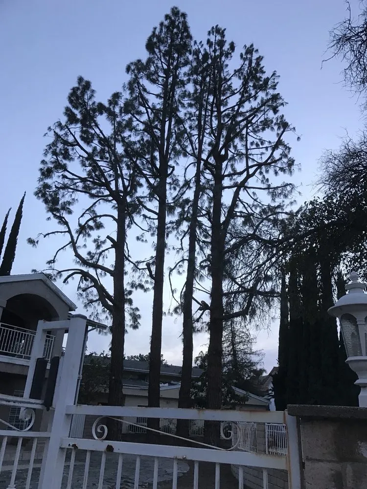 Professional landscaping services for residential properties across Santa Clarita, CA - Juan's Gardening Service