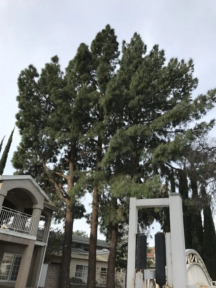 Local yard cleanup service in Santa Clarita, CA - Juan's Gardening Service