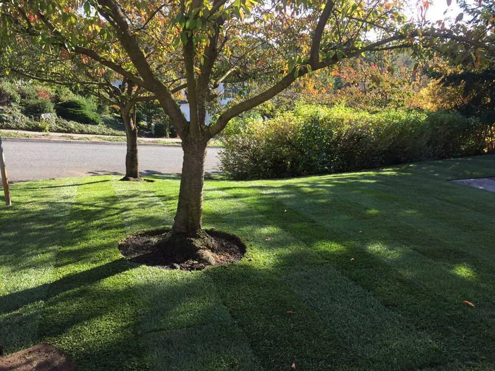 Local landscape installation in Tualatin, OR - Juan's Landscape Maintenance