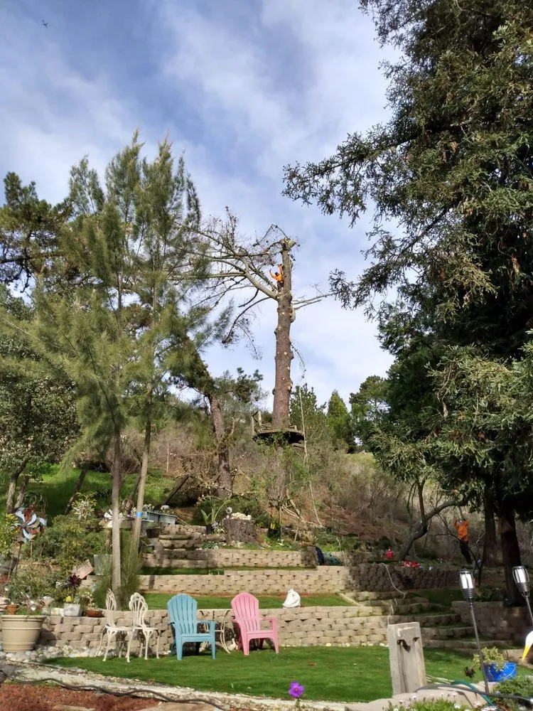 Expert residential landscaping for outdoor upgrades across Pittsburg, CA - Juan's Landscaping & Tree Service