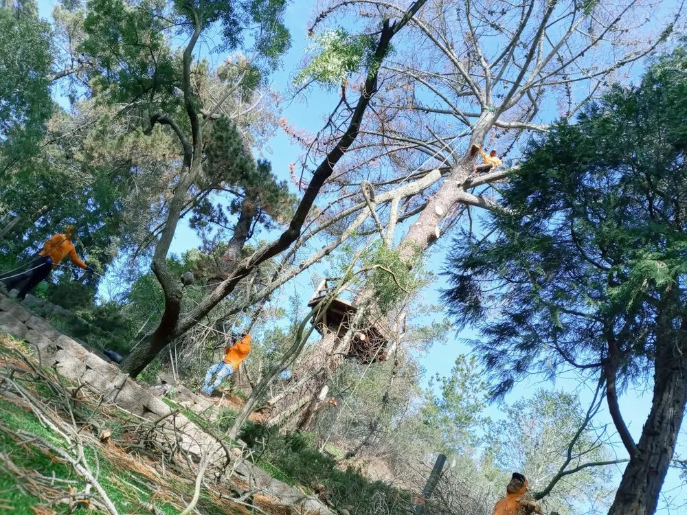 Trusted landscaping services experts serving Pittsburg, CA - Juan's Landscaping & Tree Service