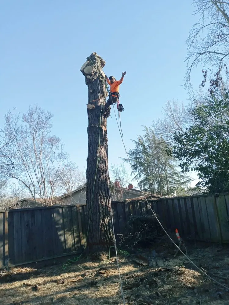 Trusted landscape installation in Pittsburg, CA - Juan's Landscaping & Tree Service