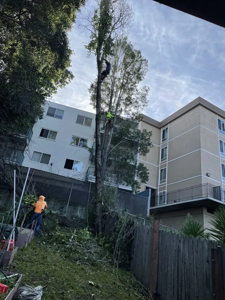 Trusted landscaping services for residential properties in Pittsburg, CA by Juan's Landscaping & Tree Service