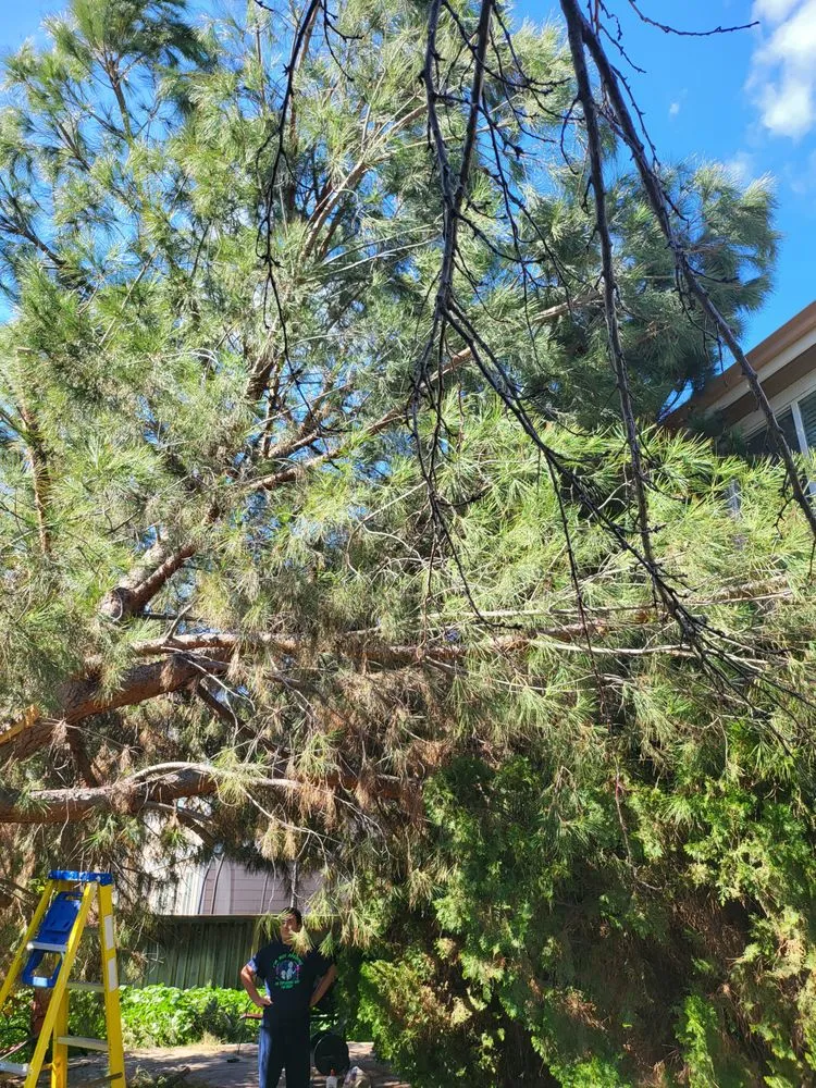 Reliable lawn care service in Pittsburg, CA - Juan's Landscaping & Tree Service