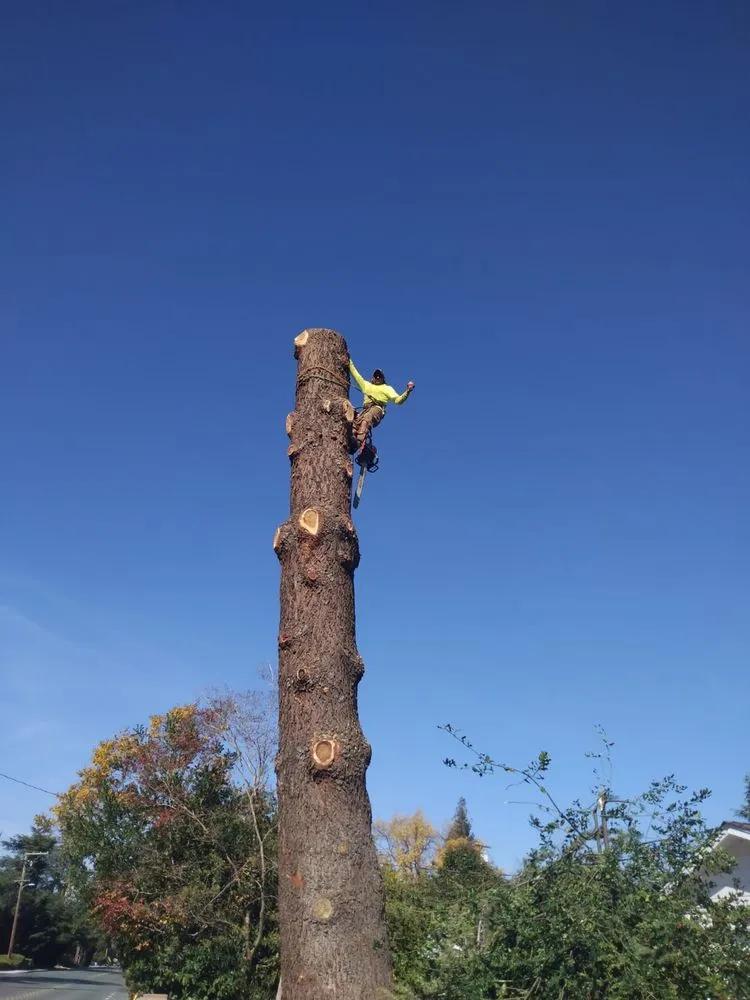 Reliable yard maintenance experts serving Pittsburg, CA - Juan's Landscaping & Tree Service