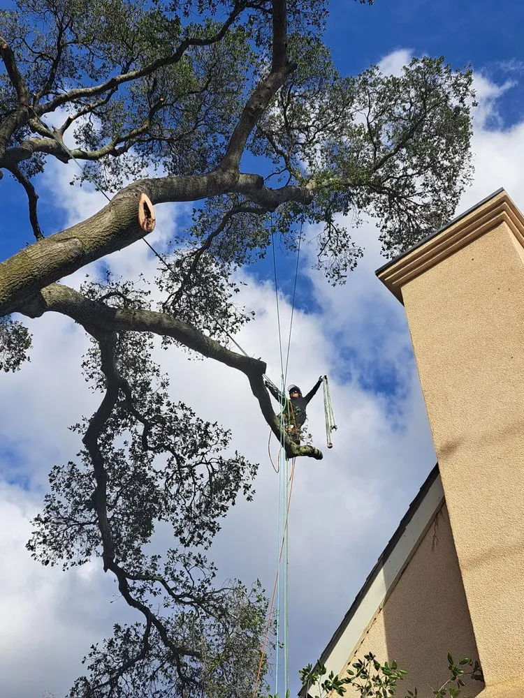 Affordable landscaping services for year-round maintenance across Pittsburg, CA - Juan's Landscaping & Tree Service