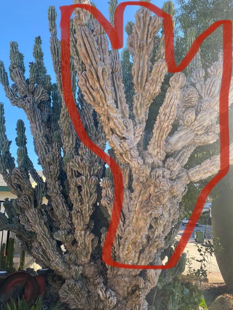 Local lawn mowing service experts serving El Cajon, CA - Juans Landscaping