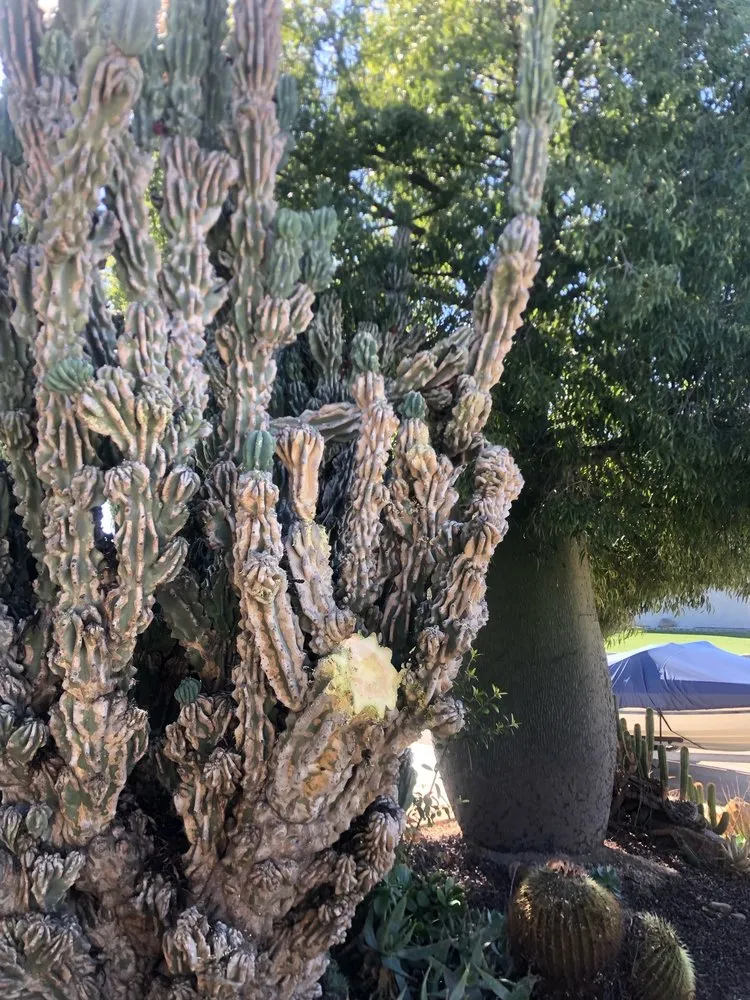 Expert outdoor landscaping experts serving El Cajon, CA - Juans Landscaping