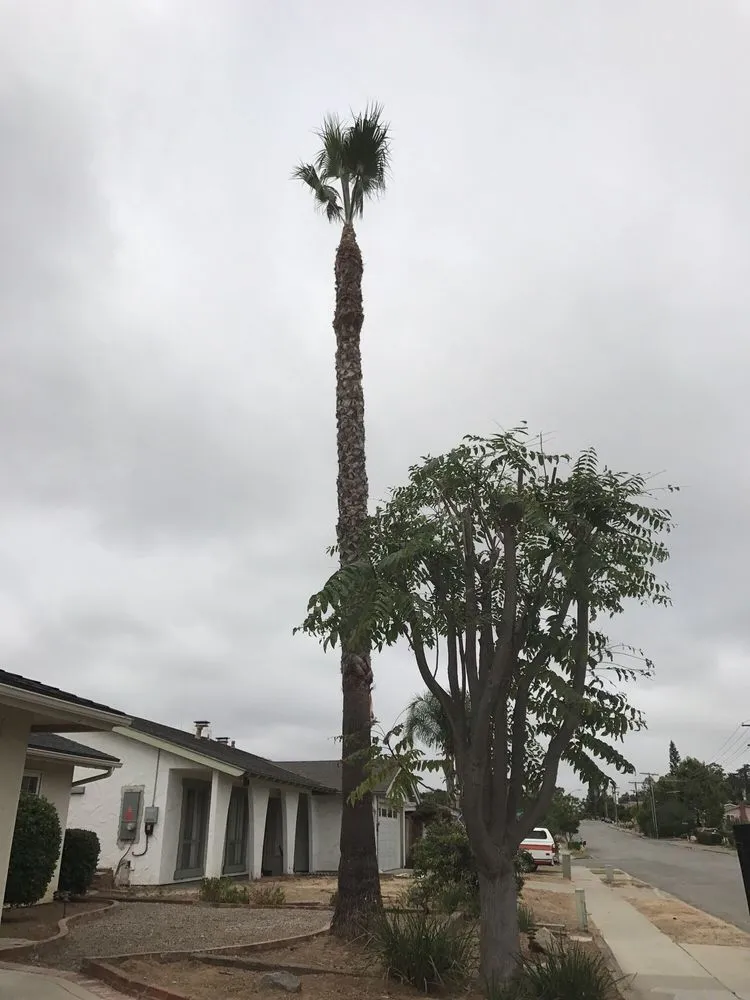 Custom landscaping services in Escondido, CA by Juan's Landscaping