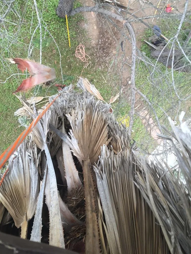 Local yard maintenance near you in Escondido, CA by Juan's Landscaping