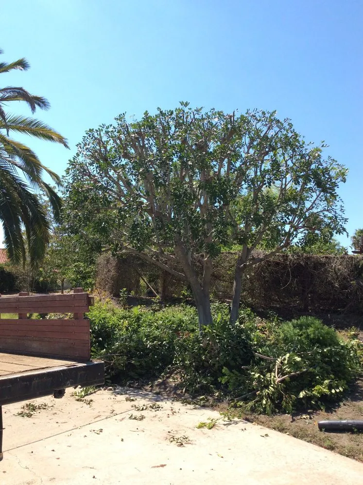 Professional lawn care service experts serving Escondido, CA - Juan's Landscaping