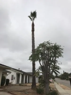 Juan's Landscaping Logo