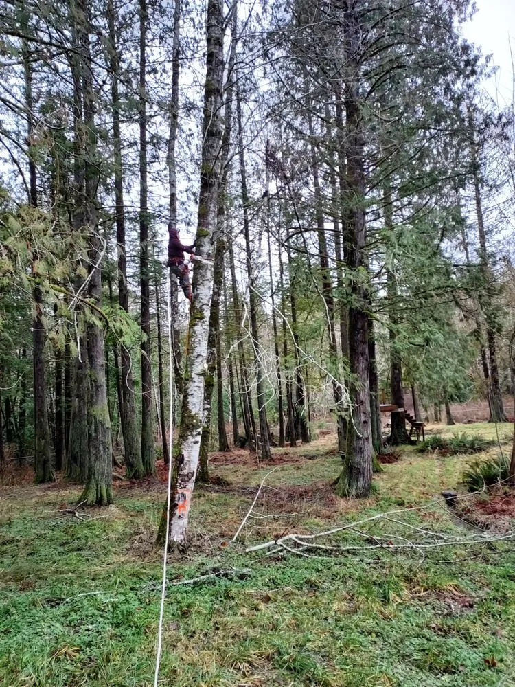 Custom yard cleanup service in Shelton, WA - Juan's Landscaping