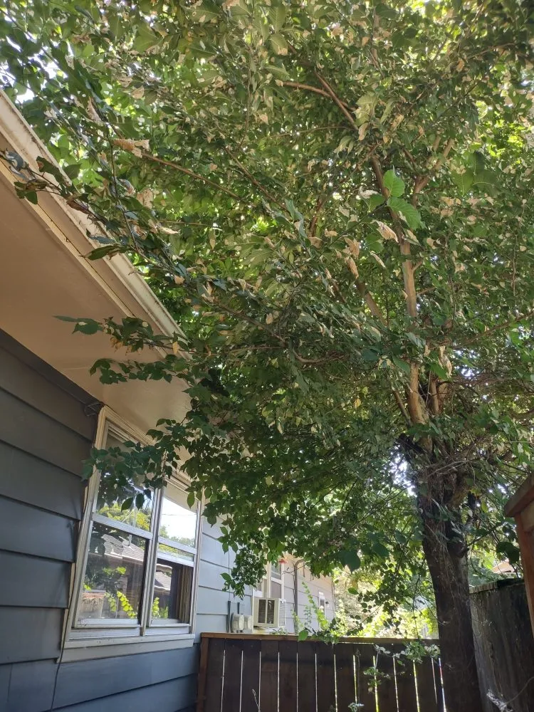 Custom lawn care service in Vancouver, WA by Juan's Landscaping