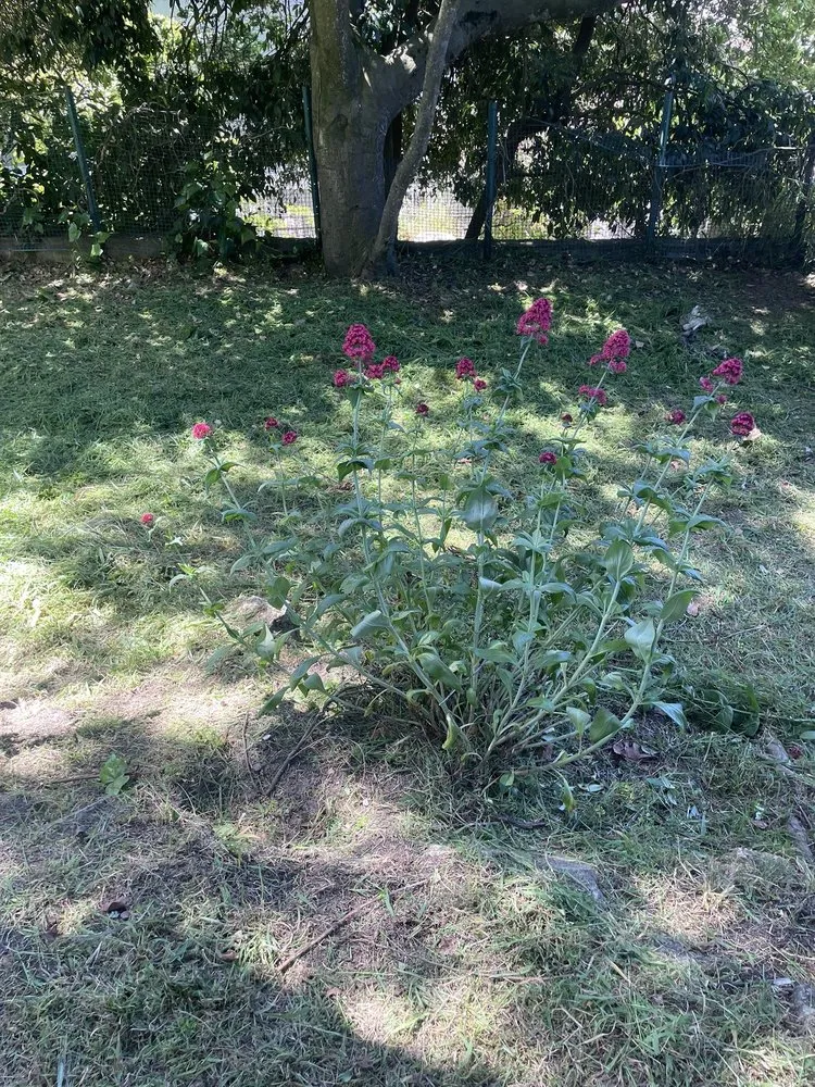 Expert landscape design in El Cerrito, CA by Juan’s Lawns