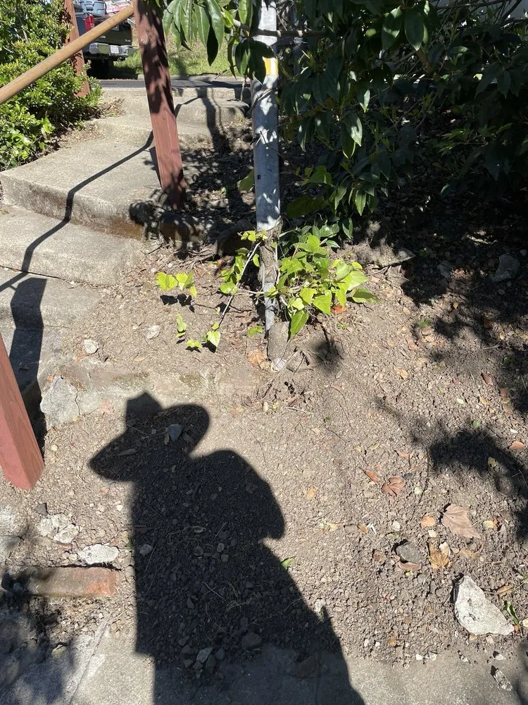 Local landscaping services experts serving El Cerrito, CA - Juan’s Lawns