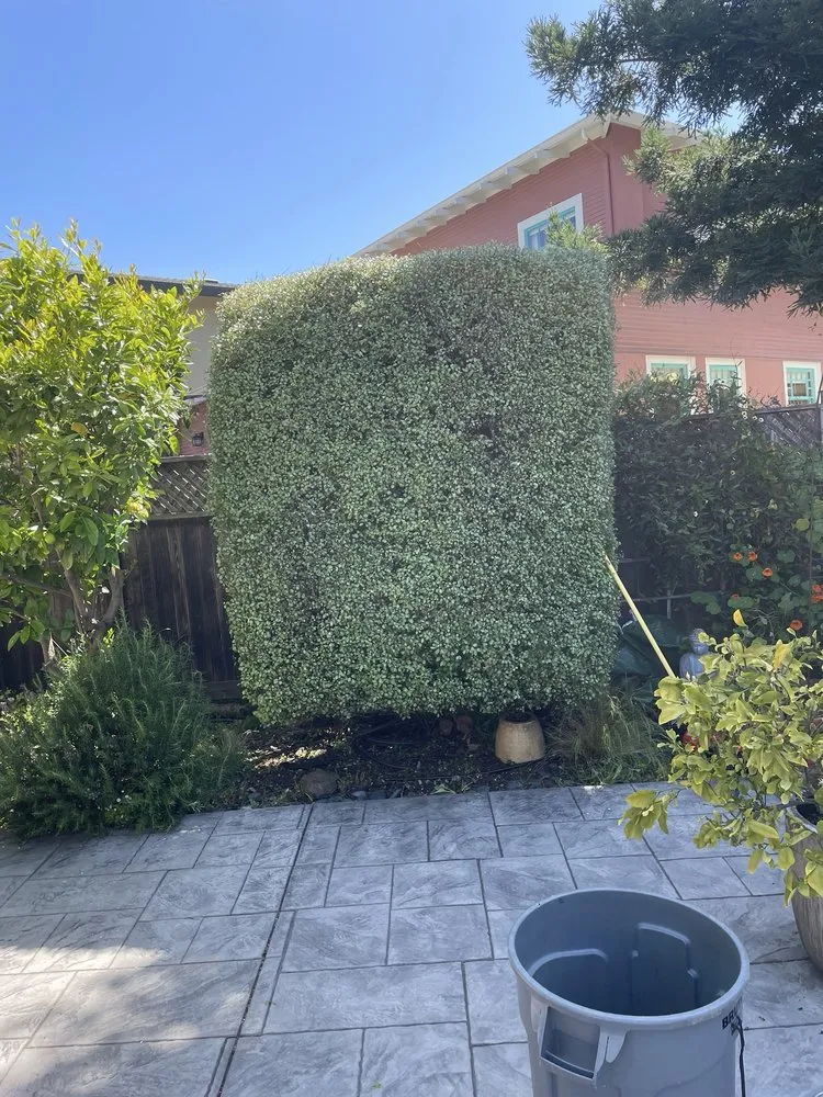 Professional garden landscaping in El Cerrito, CA - Juan’s Lawns