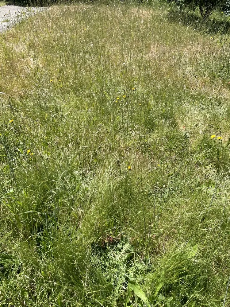 Custom yard cleanup service for homes across El Cerrito, CA - Juan’s Lawns