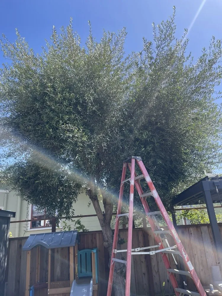 Expert landscape design experts serving El Cerrito, CA - Juan’s Lawns