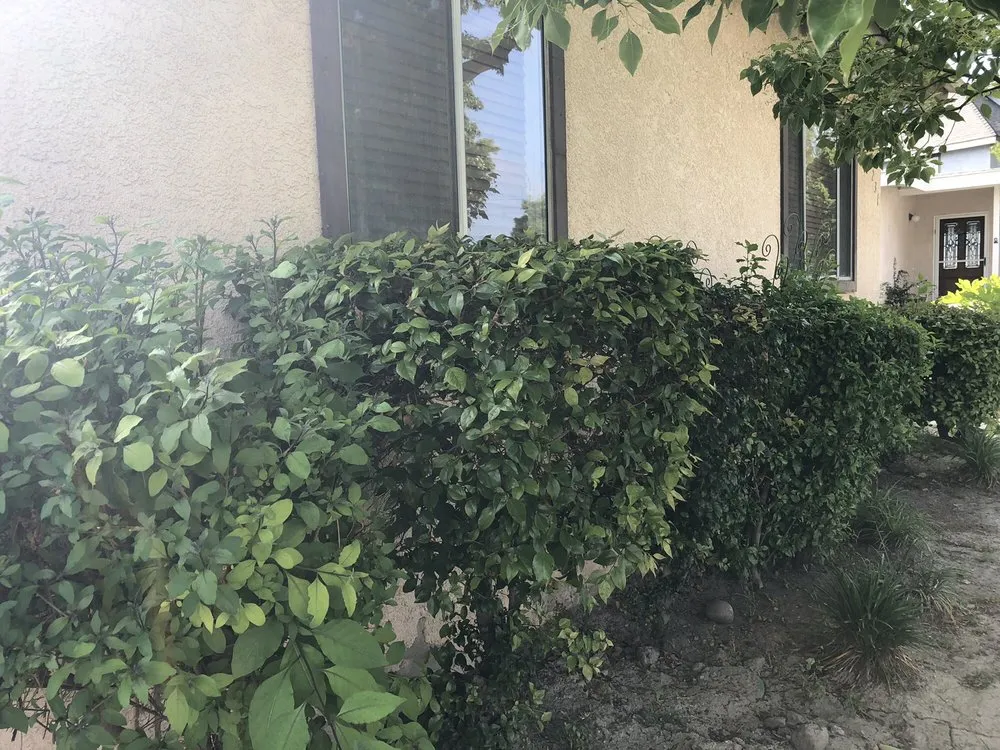 Expert lawn mowing service for year-round maintenance across Long Beach, CA - Juan’s Professional Landscaping & Gardeners