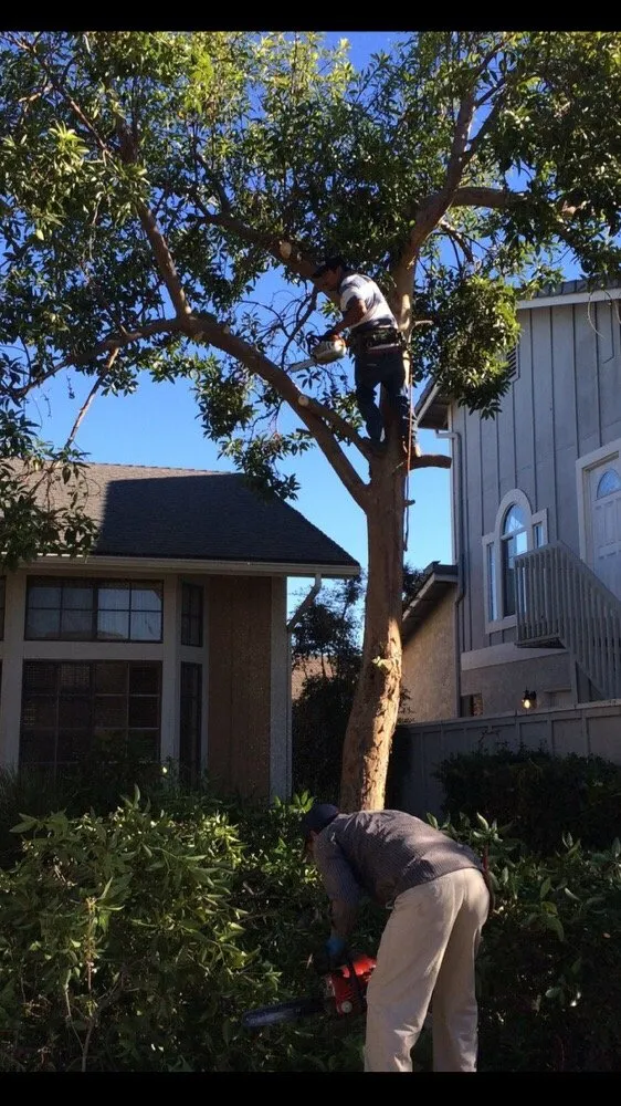 Local yard maintenance near you across Oxnard, CA - Juarez Green Turf & Landscaping