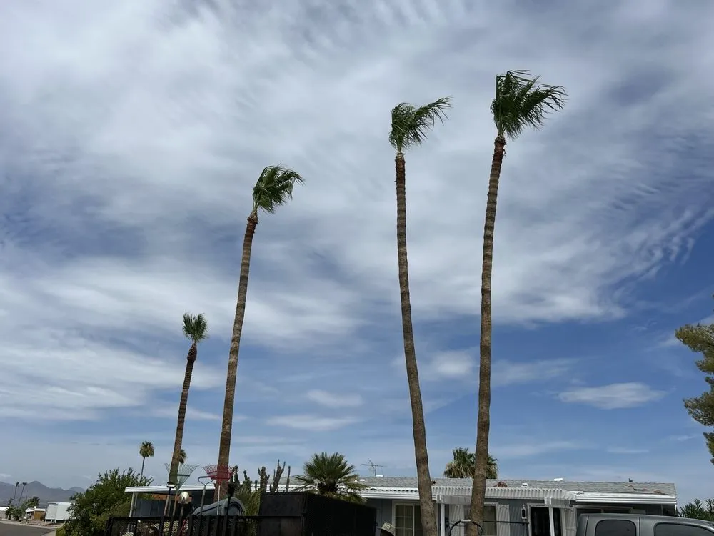 Professional yard cleanup service for outdoor upgrades in Mesa, AZ by Juarez Landscape