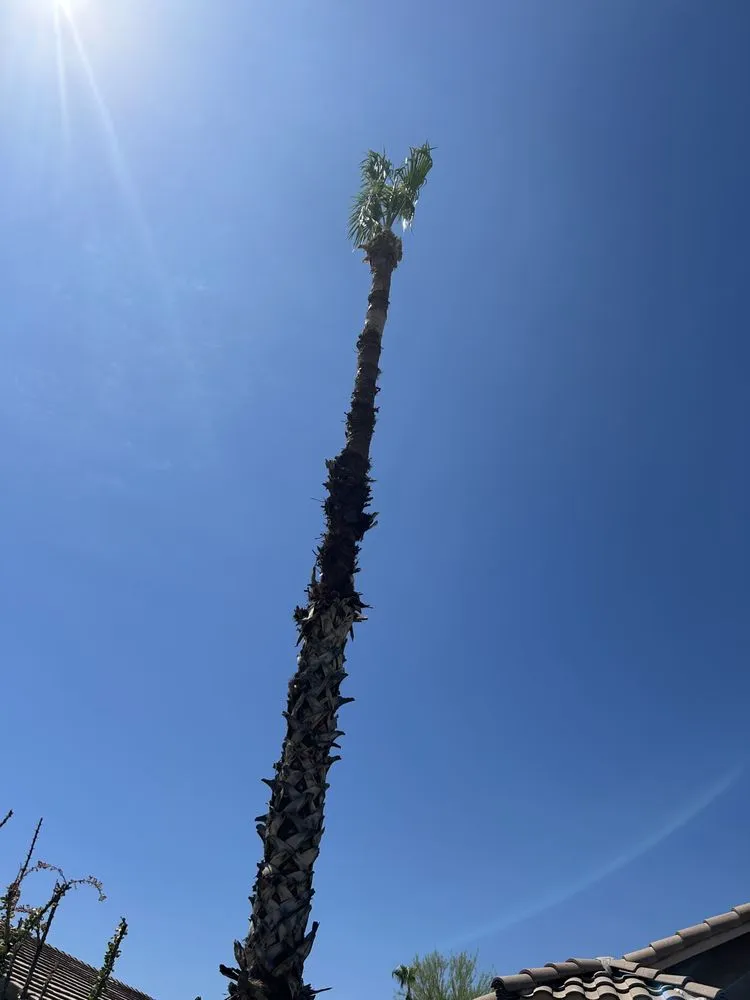 Trusted landscape installation experts serving Mesa, AZ - Juarez Landscape