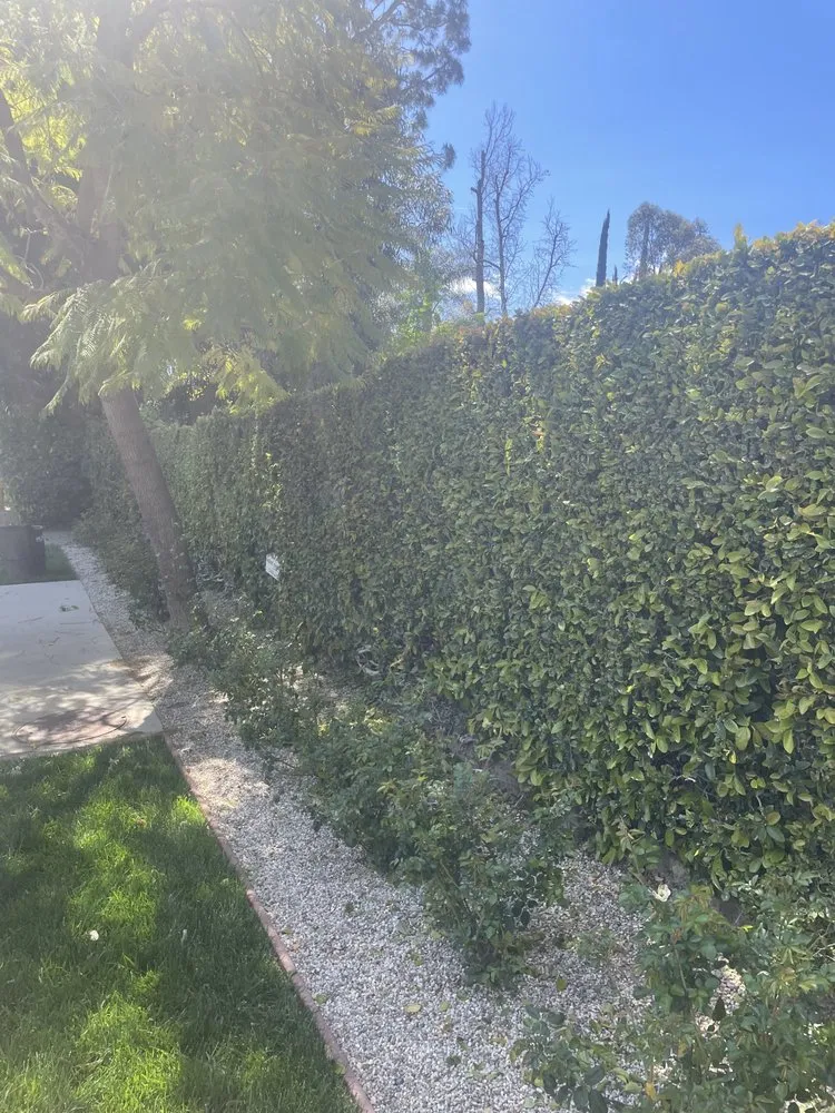 Expert lawn mowing service experts serving San Fernando, CA - Juarez Landscape