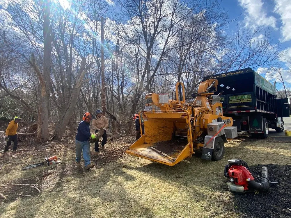 Expert yard cleanup service in Peabody, MA - Juarez Landscaping and Tree Services