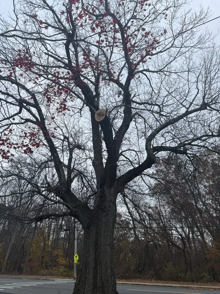 Top-rated landscape installation for beautiful yards in Peabody, MA by Juarez Landscaping and Tree Services