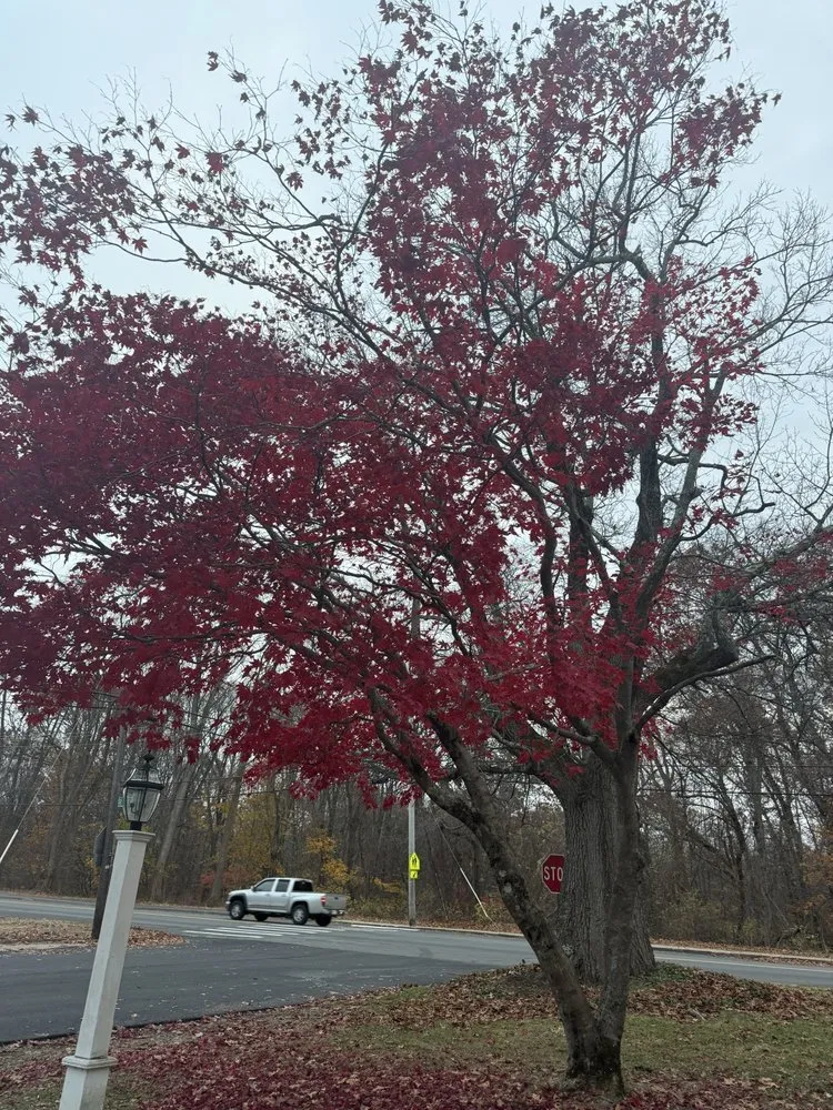 Expert landscape design in Peabody, MA - Juarez Landscaping and Tree Services