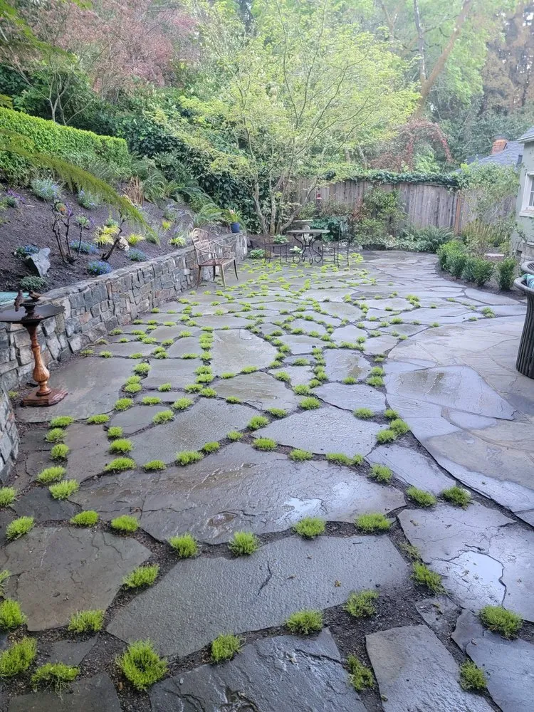 Top-rated lawn mowing service for year-round maintenance in San Rafael, CA by Juarez Landscaping Services