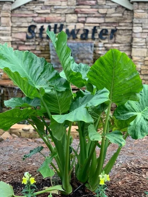 Custom outdoor landscaping with custom design across Mobile, AL - JubileeScape