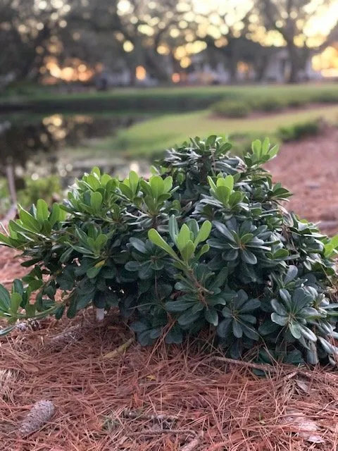 Expert yard maintenance for homes in Mobile, AL by JubileeScape