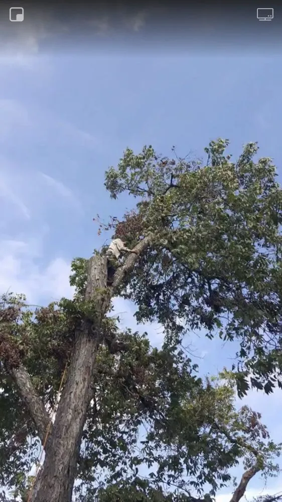 Top-rated garden landscaping in San Antonio, TX by Judy's Tree Service