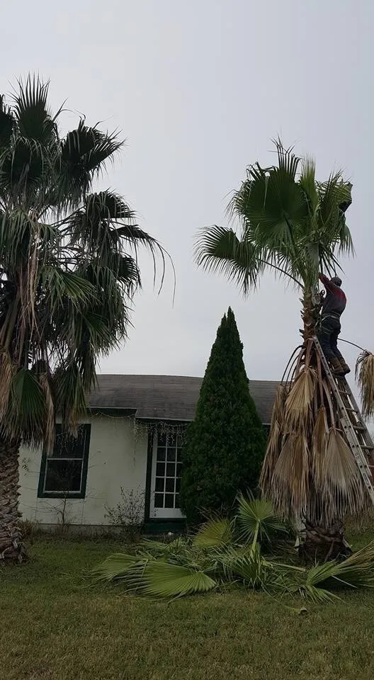 Reliable residential landscaping in San Antonio, TX by Judy's Tree Service