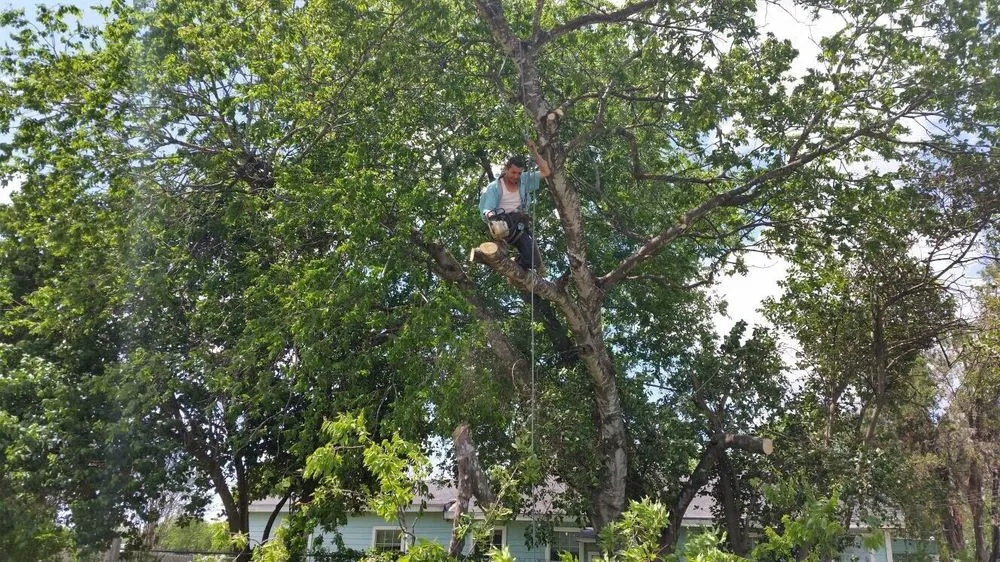 Top-rated landscaping services experts serving San Antonio, TX - Judy's Tree Service