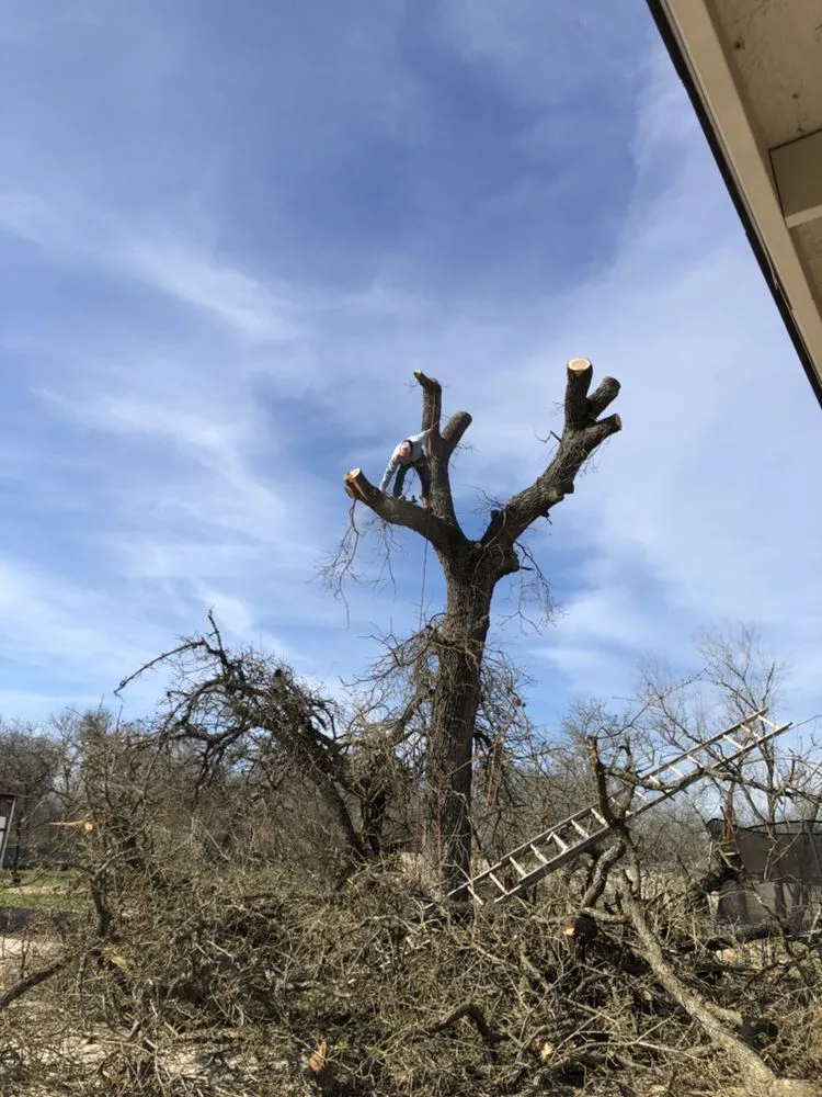 Reliable landscape design experts serving San Antonio, TX - Judy's Tree Service