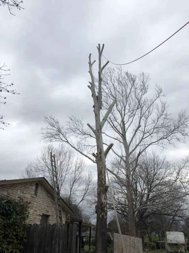 Expert outdoor landscaping in San Antonio, TX - Judy's Tree Service