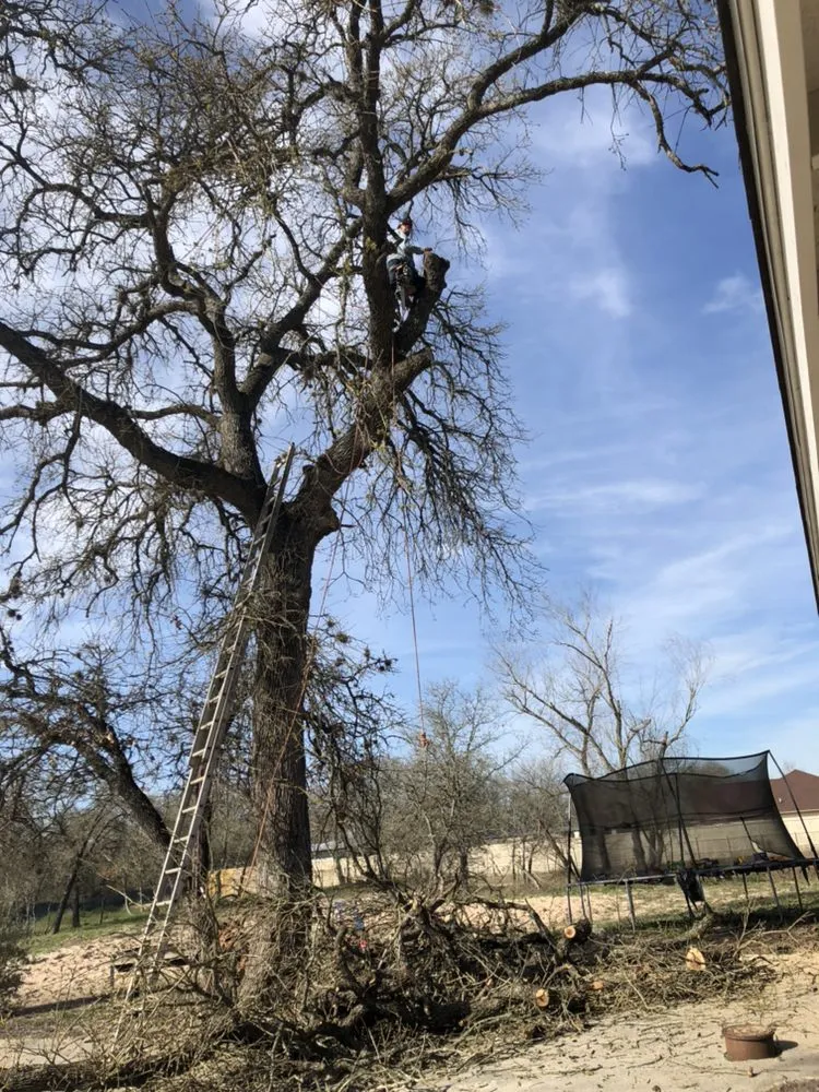 Affordable landscape design near you across San Antonio, TX - Judy's Tree Service