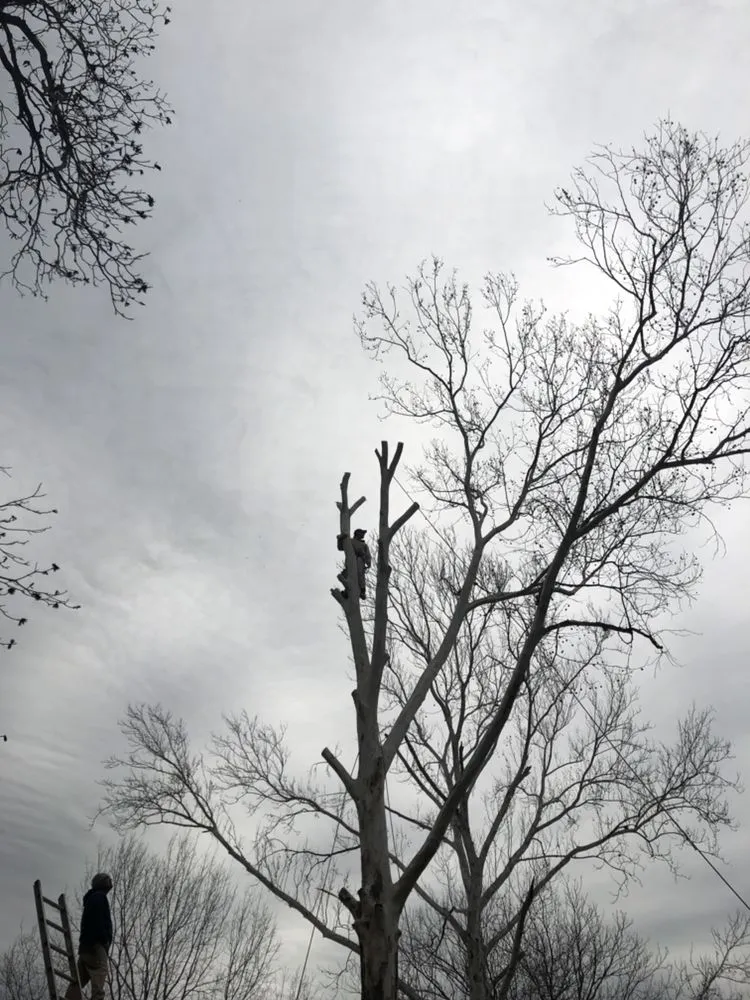 Custom yard cleanup service for beautiful yards across San Antonio, TX - Judy's Tree Service