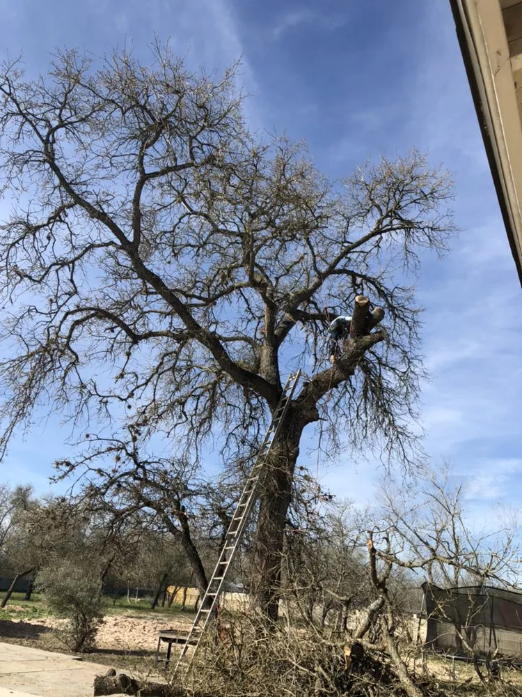 Expert landscape installation in San Antonio, TX by Judy's Tree Service