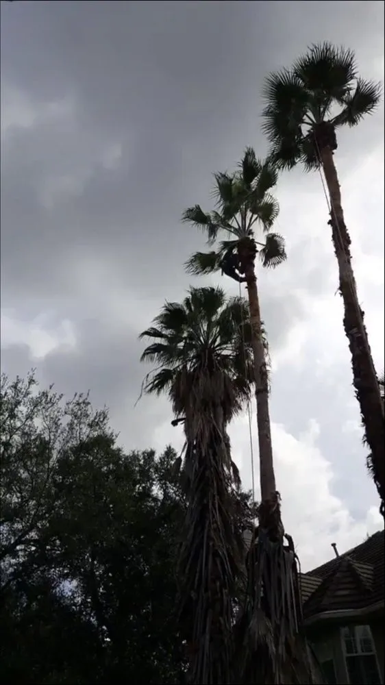 Professional yard cleanup service experts serving San Antonio, TX - Judy's Tree Service