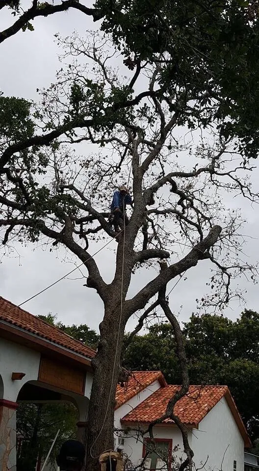 Top-rated lawn care service in San Antonio, TX - Judy's Tree Service