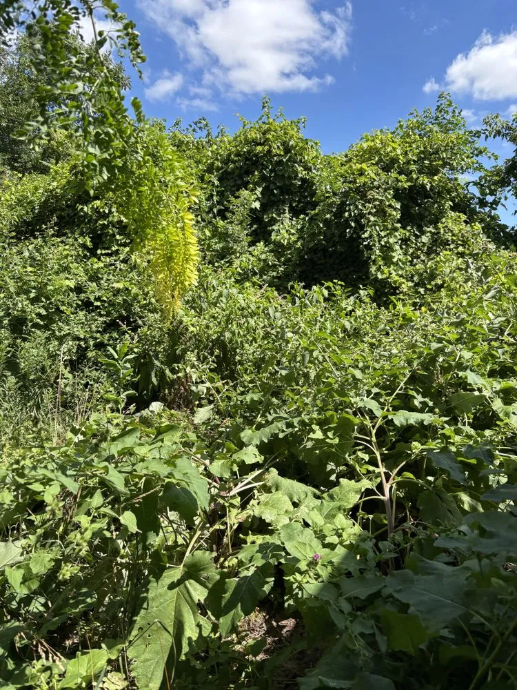 Professional lawn care service in Detroit, MI by Julian Lawncare And Maintenance