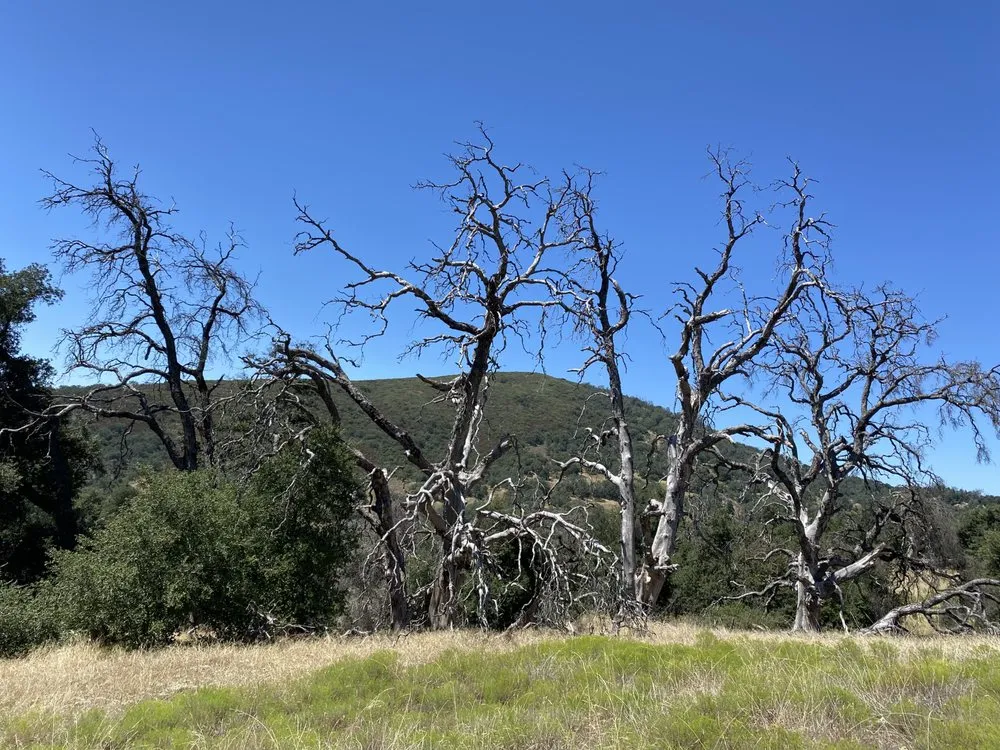 Trusted yard maintenance experts serving Julian, CA - Julian Oak Firewood